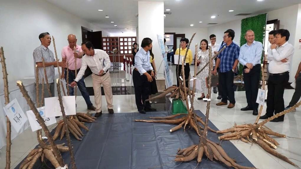 Giống sắn được phát triển từ nghiên cứu của GS. Lê Huy Hàm. Ảnh: Quỹ Thiện Tâm