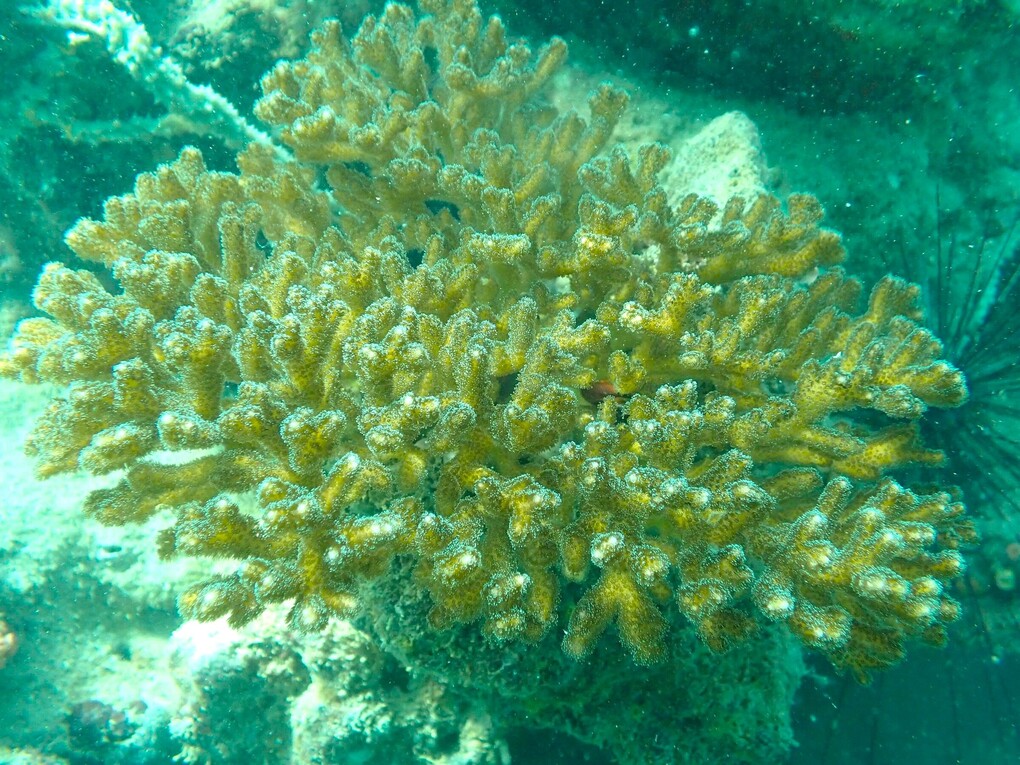 San hô cành đa mi - Pocillopora damicornis. Ảnh: Chi cục trưởng Chi cục Biển, Hải đảo và Kiểm ngư