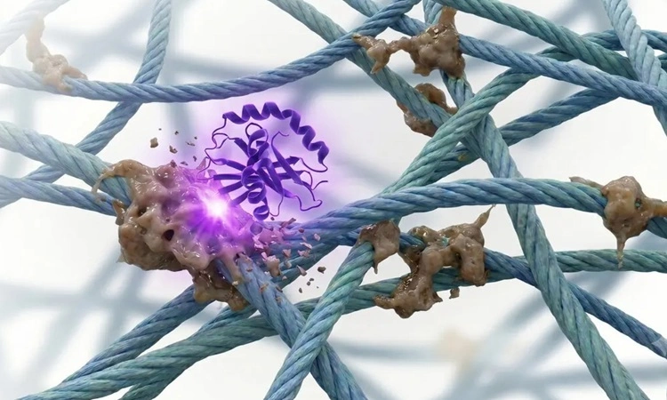 Nhà khoa học tạo enzyme tiêu diệt hợp chất gây lão hóa ở người