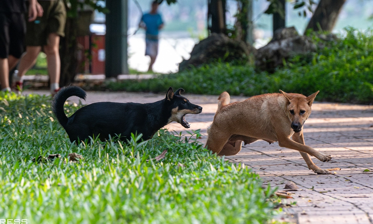 Chó thả rông, không rọ mõm xuất hiện khắp nơi ở Hà Nội