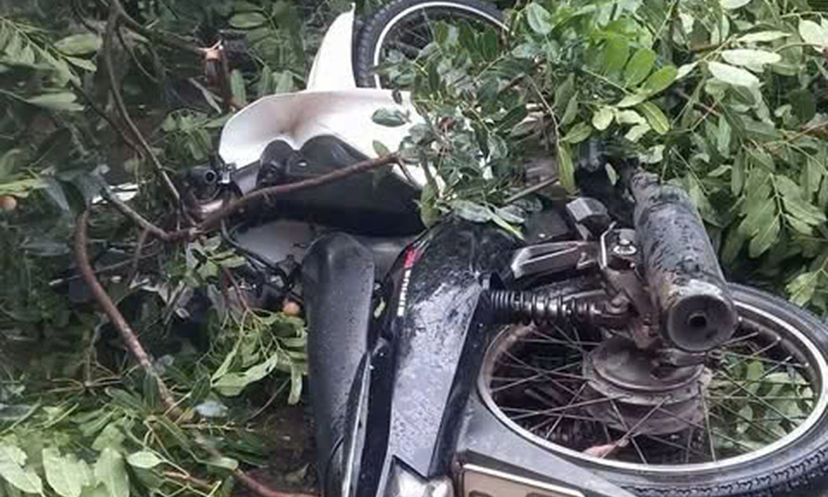 Thanh niên bị cổ thụ đè trong giông lốc đã tử vong