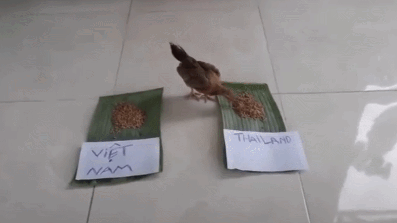 'Thần kê' nhận trái đắng vì trót dự đoán Thái Lan thắng Việt Nam