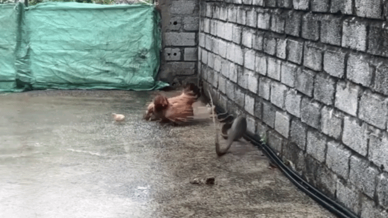 Gà mẹ tấn công rắn hổ ngựa khiến kẻ săn mồi phải tháo chạy