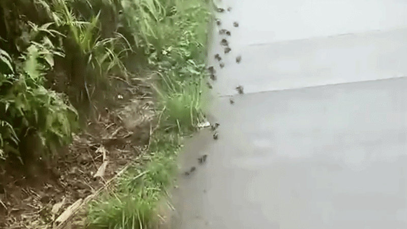 Đàn cá rô 'đi bộ' trên đường ở Trung Quốc