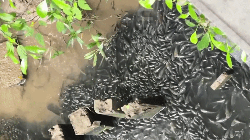Hàng nghìn cá rô phi chen chúc phủ kín mặt nước ở Trung Quốc