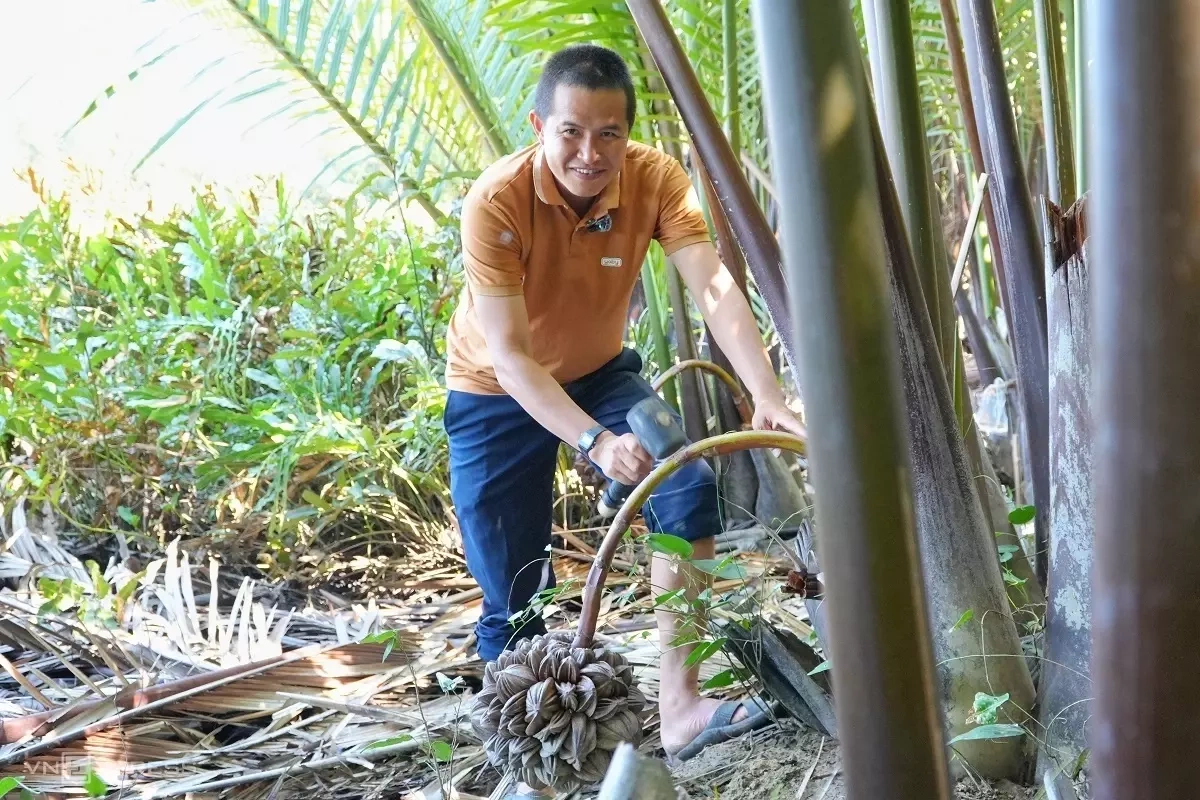 Dùng búa 'massage' dừa nước để lấy mật