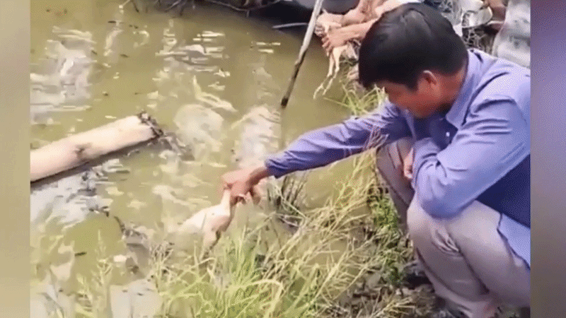 Câu cá bằng chân gà ở miền Tây