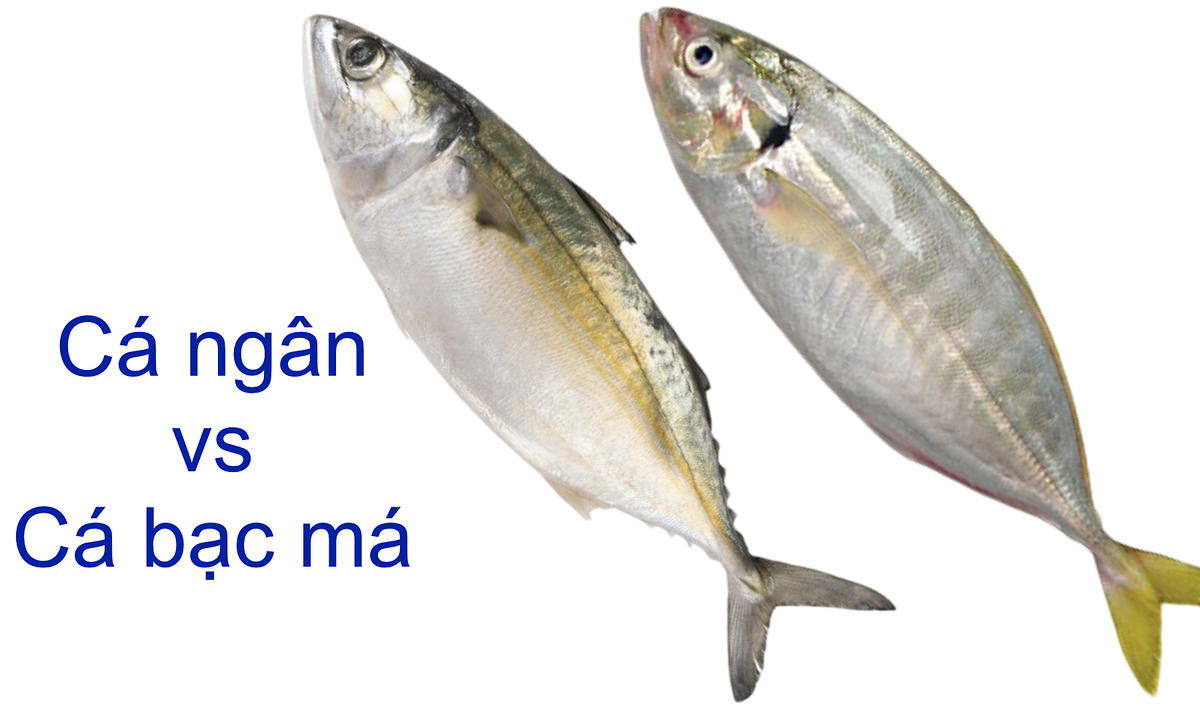 Cá ngân và cá bạc má: Nhìn qua tưởng giống nhau, bạn có nhận ra điểm khác?