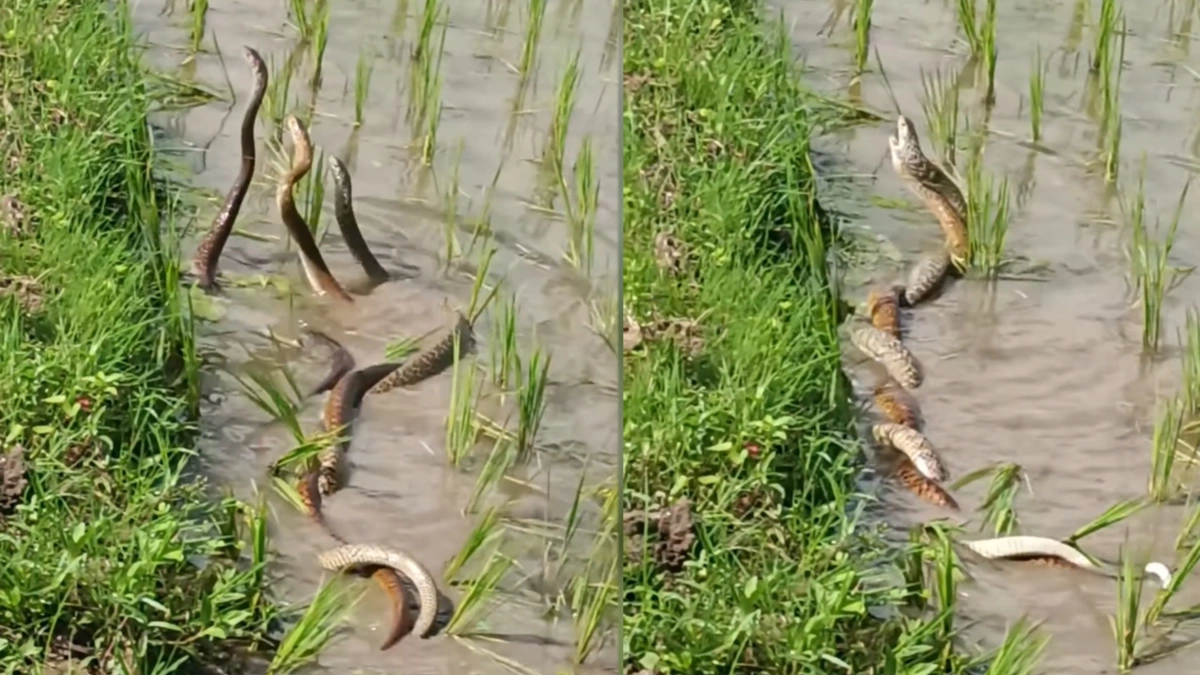 3 con rắn nhảy 'vũ điệu tình yêu' giữa ruộng lúa