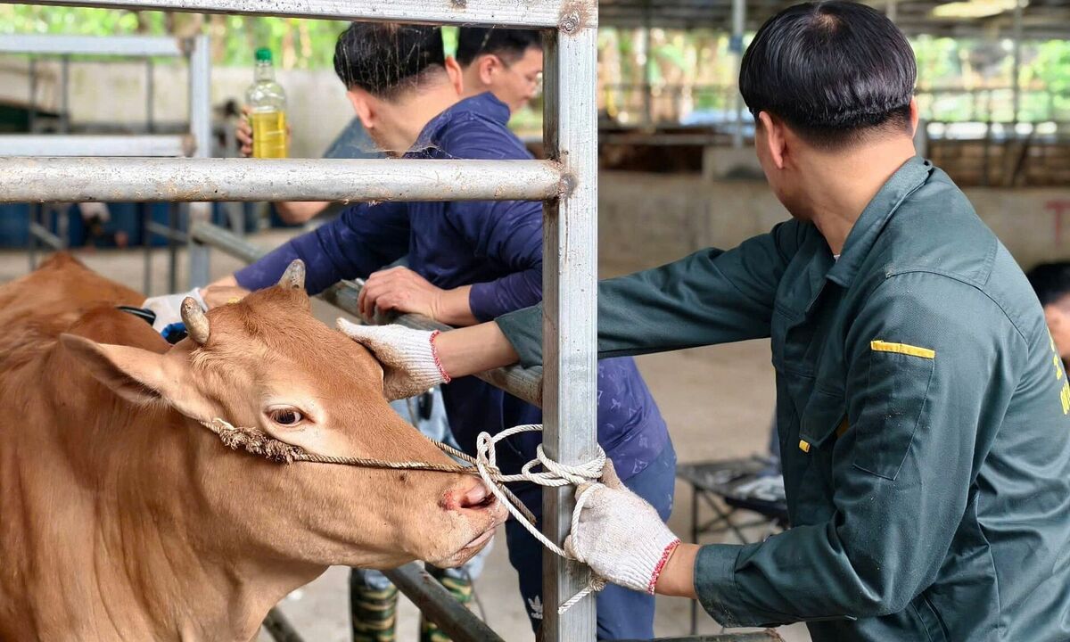 Việt Nam xây dựng bò H'Mông để cạnh tranh với Wagyu