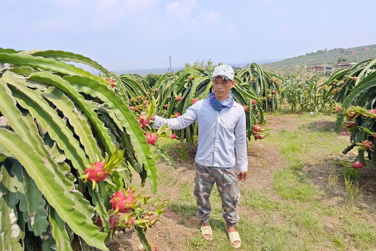 Thanh long xuất khẩu còn 2.000 đồng một kg