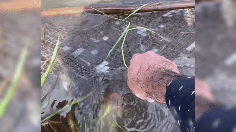 Trúng đậm khi thăm lờ cá mùa nước nổi ở miền Tây