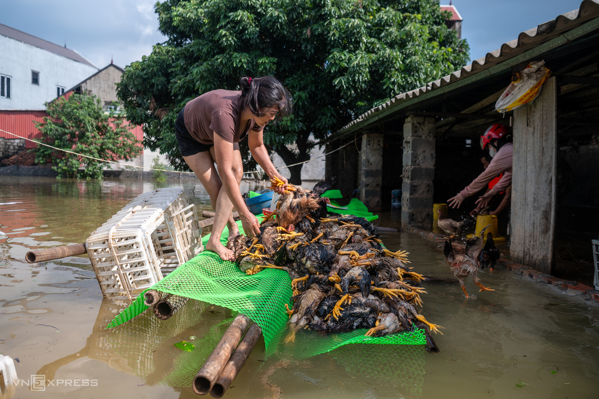 Biển nước bủa vây vùng trũng ngoại thành Hà Nội