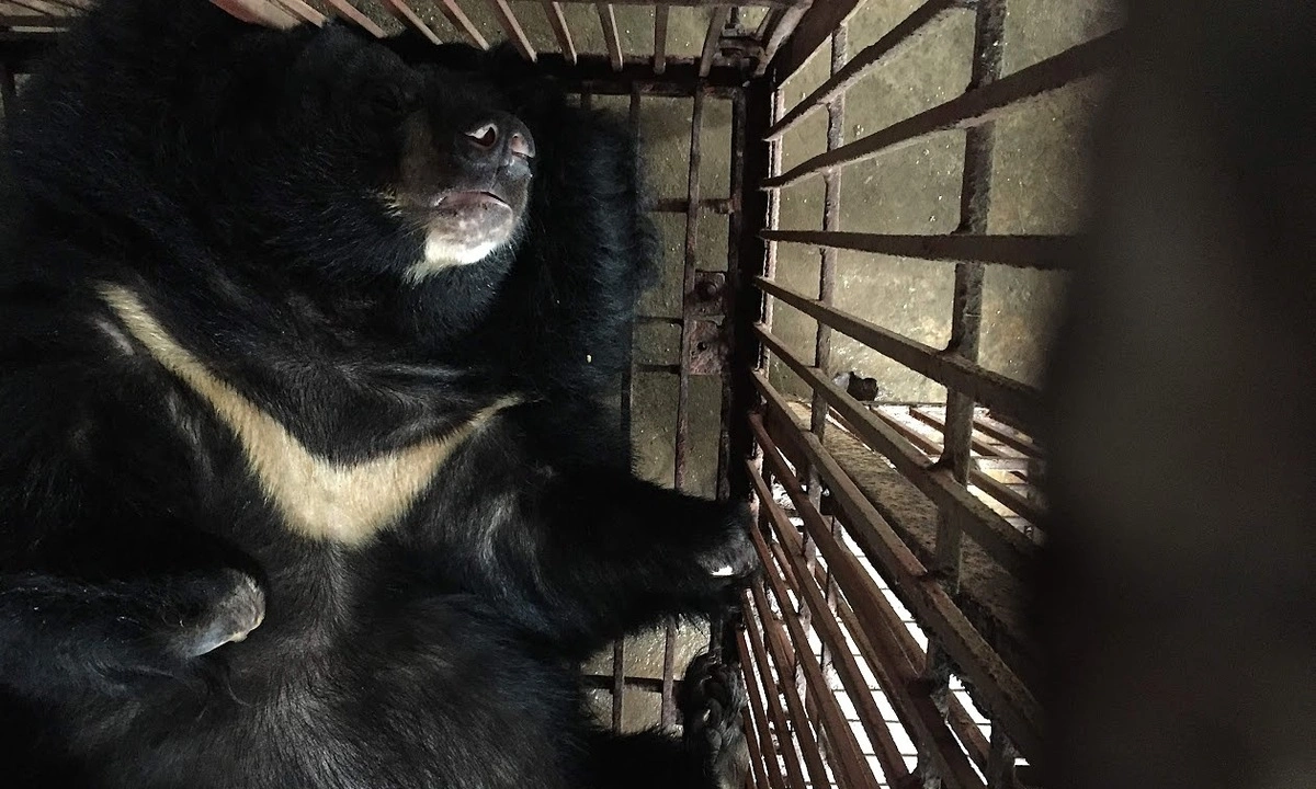 Hanoi holds half of Vietnam’s captive bears