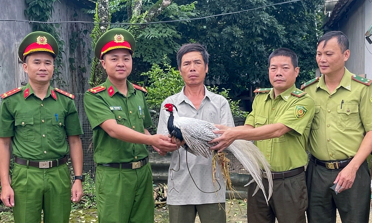 Người dân Vũ Quang bắt được gà lôi trắng quý hiếm và hành động đáng khen