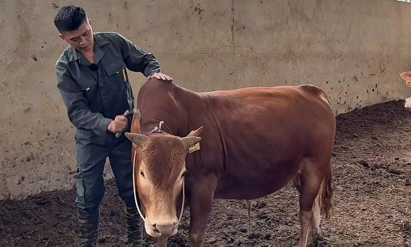 Cooperative transforms H’Mông cattle farming in Vietnam