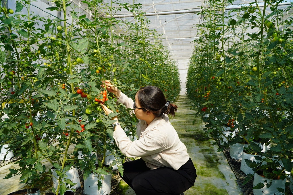 Nghiên cứu sản phẩm nông nghiệp, cây trồng ở Khu Nông nghiệp công nghệ cao TP HCM. Ảnh: An Phương